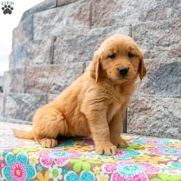 Wanita, Golden Retriever Puppy